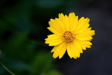 yellow flower in the garden