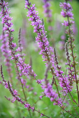 couleur de printemps