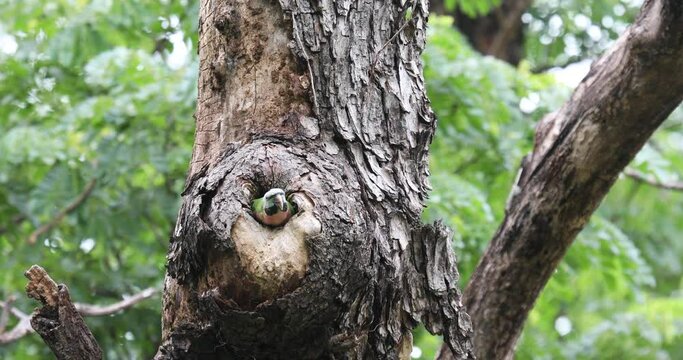 The robber is perched at the mouth of his nest on a tall tree