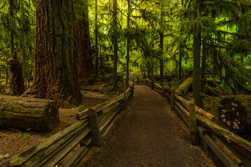 Cathedral Grove near Tofino, Vancouver Island, British Columbia