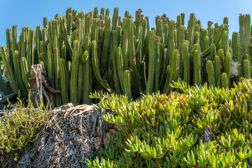 Beautiful view of Huachuca cactus plants under the bright sunlight in Mallorca island, Spain