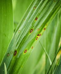 Fungal spots on leaves. Common Plant Diseases. Black spot or blotches on garden plant. Blight infected stems. Canker wounds by bacterial pathogens. Man holding foliage with brown areas and yellow halo