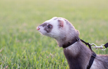 Ferret in the Green Grass sunset evening