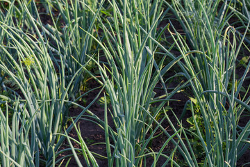 Fragment of the onion plantation with green stems, close-up