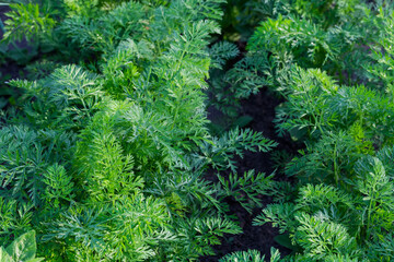 Fragment of the carrot plantation, close-up