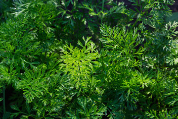 Background of the carrot leaves tops covered with dew
