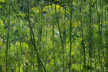 Background of the stems of dill on a field