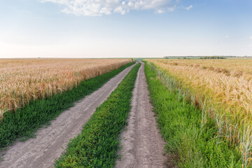 Dirt road between fields of ripening wheat and barley