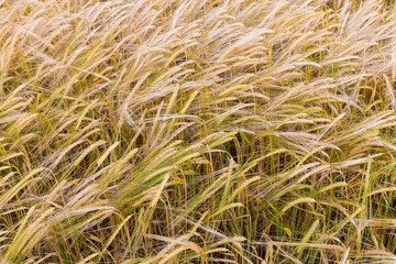 Partly green ripening barley on field, close-up