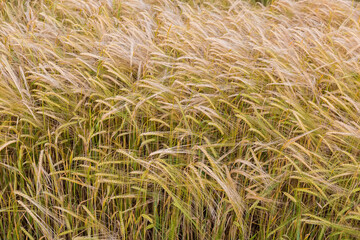 Section of field of partly green ripening barley