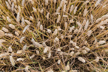 Top view of ripening wheat on a field, close-up