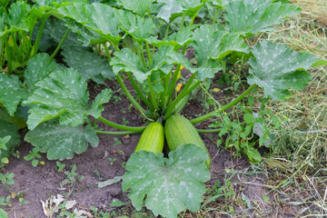 Bush of the zucchini with green fruits on a plantation