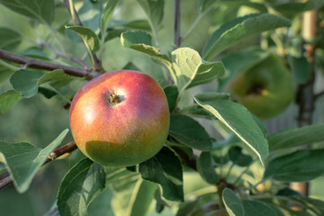 ripe apple on a tree branch close up