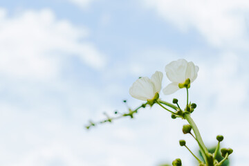 white flower with clouds and sky background