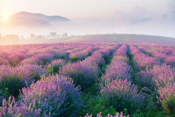 Lavender field summer sunset landscape with single tree near Valensole.Provence,France - 446026681