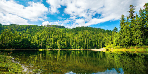 Fototapeta premium lake among spruce forest. trees reflecting on the water surface. wonderful summer scenery on a bright sunny day with fluffy clouds on the sky