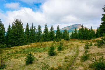 mountain landscape with forest in autumn. beautiful nature background in the morning. wonderful view with peak in the distance beneath a cloudy sky. spruce trees and meadow on the hill