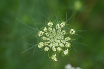Blumen, Sommer und Garten in einer natürlichen Darstellung anhand von Details in einer Nahaufnahme, aucus carota subsp. carota