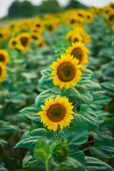 field of sunflowers