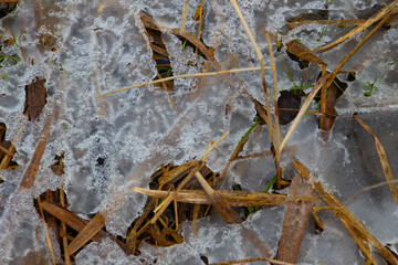 Close up of ice and dry reed grass in a lake in winter