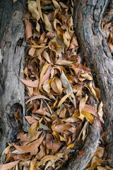 Autumn leaves on the forest floor