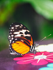 Colourful butterfly feeding on nectar in a butterfly house