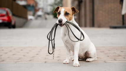 Lonely abandoned Jack Russell Terrier holds a leash in his mouth. Dog lost in the outdoors