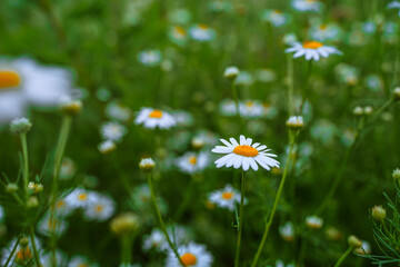 Green background with daisies, summer theme