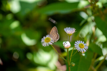 蜜を吸うシジミチョウ