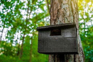 Birdhouse in the forest on the trunk of a tree