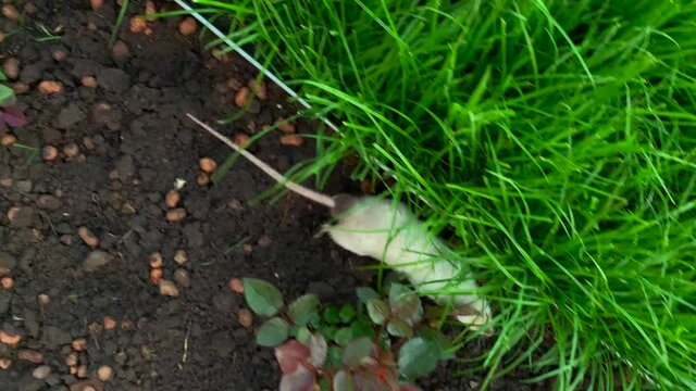 siamese white decorative dumbo rat runs away on the ground under a bush. run outside on lawn and grass. Pet in wild. Rodents in garden. mice on street. Walk small animals. freedom instead of a cage.