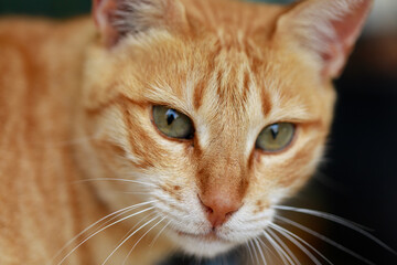 Close up portrait of a lonely ginger cat