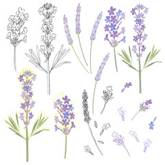 Lavender. Vector illustration, isolated floral elements for design. Collection of lavender flowers on white background.