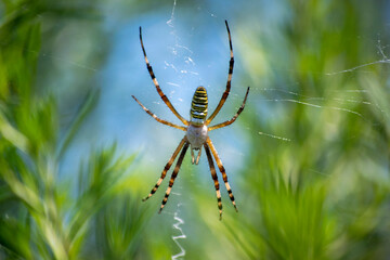 蜘蛛の巣で獲物を待つクモ　ナガコガネグモ