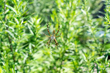 蜘蛛の巣で獲物を待つクモ　ナガコガネグモ