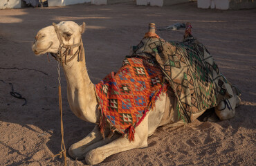 Egyptian camel lies in the desert