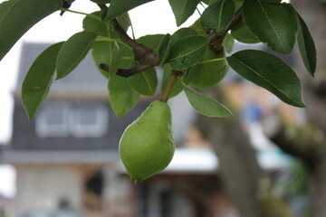 Close up of an unripe pear on a branch