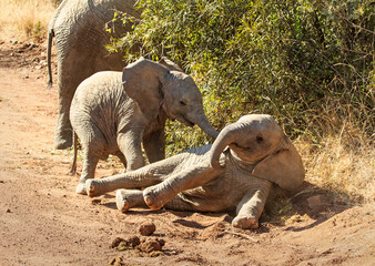 Two baby elephants playing