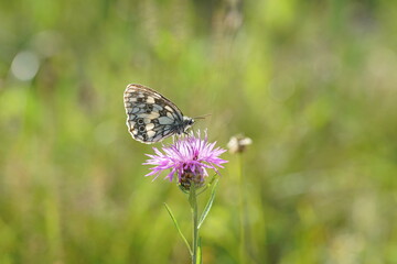 Schachbrett Falter, Melanargia galathea