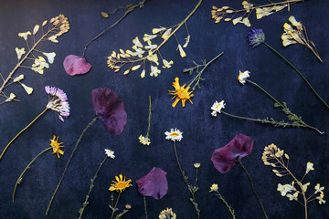 Various pressed flowers on dark blue background. Flat lay.