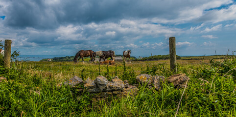 Caldey Island, Pembrokeshire, West Wales, UK