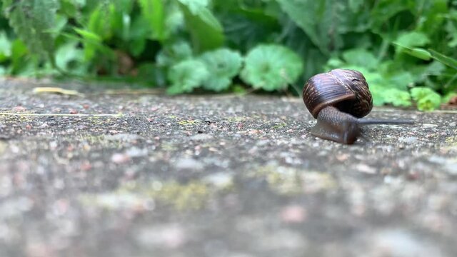 A large snail in a shell is crawling along the road, a summer day in the garden, a blurry background of fresh greenery where snails live, a very tiny liana is confidently walking forward