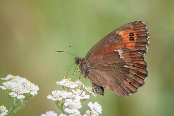 A closeup shot of an Arran Brown Butterfly (Erebia ligea) feeding nectar