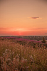 Sunset field in St.Petersburg