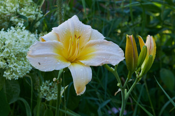 daylily flower in the garden on green background