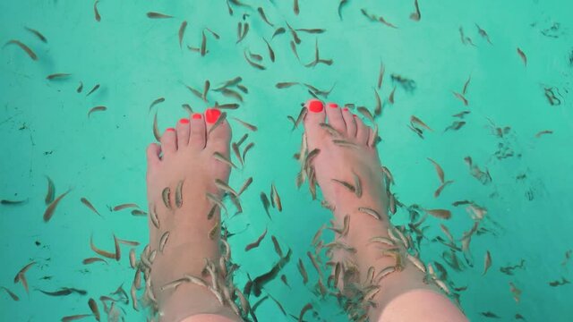Spa attraction for tourists. Female feet in aquarium with Red Garra Rufa fishes also known as Nibble or Doctor Fish