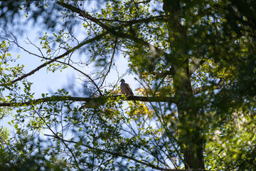 A beautiful plump woodpigeon, columba palumbus, sat on a branch in its natural environment in spring