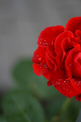 warm summer evening. rose flower. delicate petals