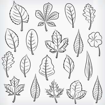 Doodle Tropical Plant Leaves Hand Drawing Sketch Vector Drawing