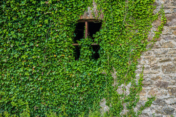 Caldey Island, Pembrokeshire, West Wales, UK